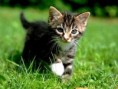 /album/galeria-de-fotos-pagina-inicial1/gatos-1-1-jpg/